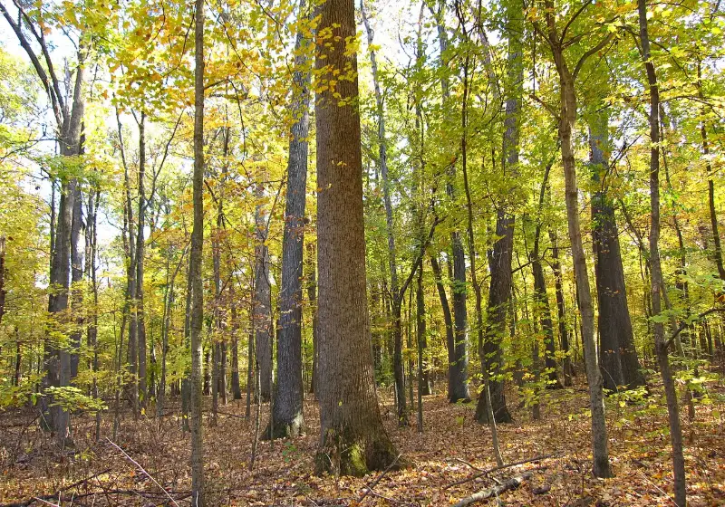 Old-growth forest at Wesselman Woods in autumn