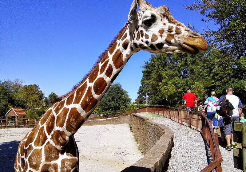 A giraffe beside a walkway at Mesker Park Zoo
